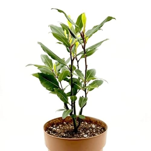 Laurel Maceta 10cm de Diámetro Planta Aromática Natural