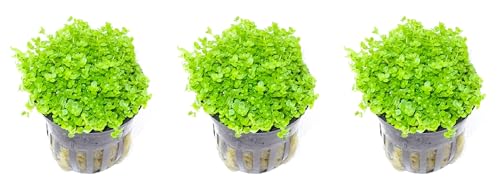 WASSERPFLANZEN WOLFF - 3 schöne volle Töpfe Kuba Zwerg-Perlenkraut/Hemianthus callitrichoides CUBA - Zwerg-Perlkraut HCC - Zwergperlenkraut Pflanzenpolster, Topf Vordergrund Aquarium Nano-Cube
