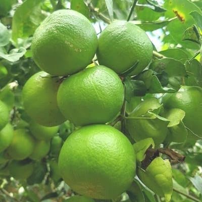 Image of GreenWorld Special Seedless Kolkata Pati Lemon /Nimboo (Pack Of 1 / Guti Kolom) Live Plant,Healthy & Air Layered Plant,''Fruit After 3 to 6 Month''
