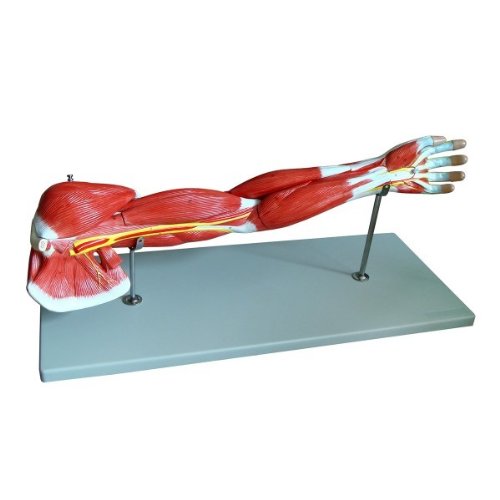 Wellden Product Medical Anatomical Muscular Arm Model, 7 Parts, Life Size Wellden Product Medical Anatomical Muscular Arm Model, 7 Parts, Life Size