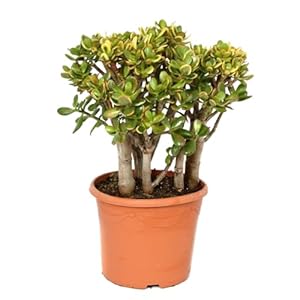 Plant in a Box – Crassula ovata Sunset – Vetplant – Kamerplant – Pot 30cm – Hoogte 55-60cm