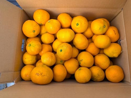 みかん 【とまハウス】 有田みかん 家庭用 訳あり 5kg 糖度11度以上 酸度0.85以下 約50玉 +補償分300g 和歌山県 蜜柑 ミカン 柑橘 《11/下旬〜12/上旬より出荷》