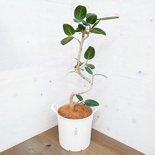 フィカス：ベンガレンシス 6号 ハンドリーポット白入り[ゴムの木 観葉植物]のサムネイル