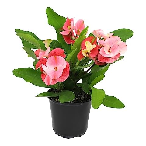 Euphorbia Crown of Thorns Plant Decor, Perennial Plants Ready to Plant, Cactus Plants Live Houseplants, Outdoor Plants Live House Plants Live Plants Indoor Plants Live Houseplants by Plants for Pets Cover