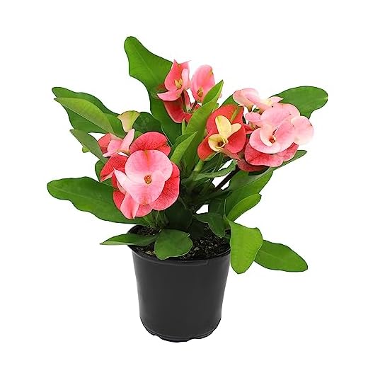 Euphorbia Crown of Thorns Plant Decor, Perennial Plants Ready to Plant, Cactus Plants Live Houseplants, Outdoor Plants Live House Plants Live Plants Indoor Plants Live Houseplants by Plants for Pets