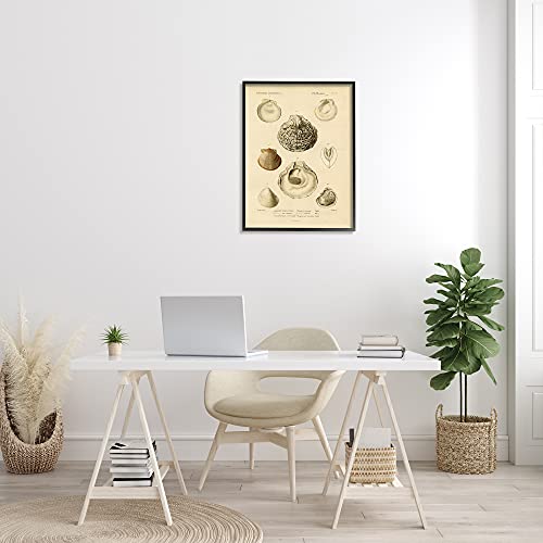 Image of 'Vintage Sea Shell Latin Study Marine Chart'| Framed Giclee Art | Stupell Industries | Black, 24 x 30 Inches, Easy to Hang and Sturdy, Made in USA, by Lil' Rue