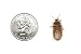 Dubia Roaches 200 Medium