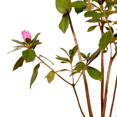 Genérico, Muda de Azaleia 20 a 40cm AMK - Plantas Online