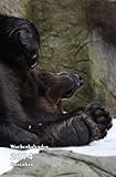  Wochenkalender 2014 Braunbär: rechte Seite Kalender, linke Seite Notizbuch, 1 Woche = 1 Seite, ca A5