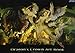 Dragon's Crown Art Book