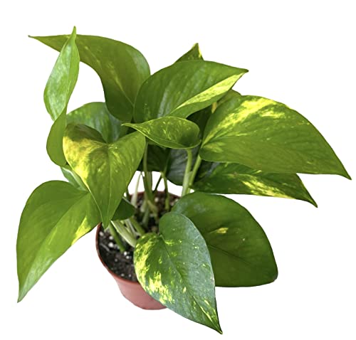 Hopewind Plants Shop Pothos Live Indoor Plant, 4 inch Pot,