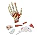UIGJIOG Hand Anatomisches Modell,Hand Neurovaskuläres Modell Handgelenke Chirurgie Hand Menschliche Handfläche Anatomie Unterrichtsmodell 23 * 13 * 7Cm