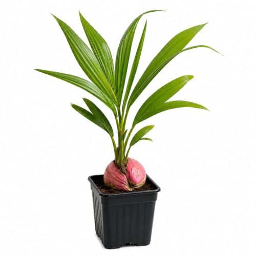 Image of Hybrid Coconut Live Plant with Pot | Tropical Coconut Palm Fruit Tree | Fast Growing Outdoor Plantation Plant for Home Garden Farm Backyard Terrace Landscape Decor | Pack of 1