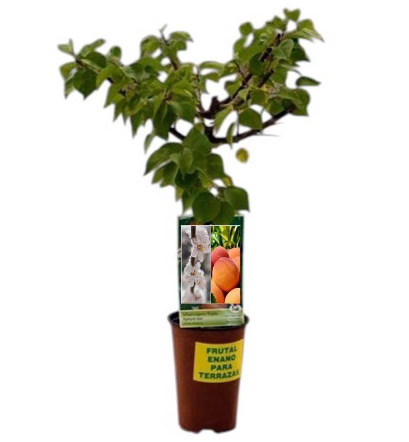 Planta natural Frutal Enano Albaricoque injertado. Altura 60-70 cm. Ideal para cultivar en maceta y decorar terrazas o jardines pequeños. Segura Garden