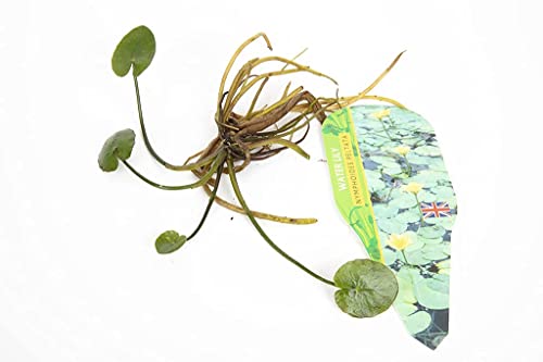 Lincolnshire Pond Plants Ltd - Pond Starter & Top up Packs - Oxygenating - Compost and Pots (XS) - Image 7