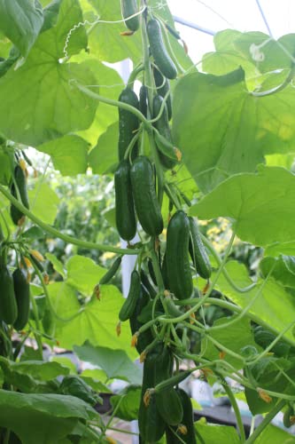Cucumber Plug Plants Grow Your Own Fruit from Our Premium Quality Ready to Plant Now Young Vegetable Plants (3)