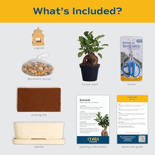 Image of Costa Farms Bonsai Tree Kit, DIY Live Bonsai Tree Includes Tools, Potting Soil Mix, Plant Pot, Indoor Gardening, Birthday Gift, 10-Inches Tall