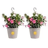 Costa Farms Premium Flowering Mandevilla Hanging Basket Live Outdoor Plant, 20-Inches Tall, Grower Choice Flowers, 1.5-GAL, 2-Pack
