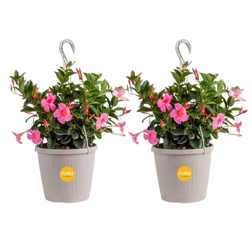 Costa Farms Mandevilla Hanging Basket