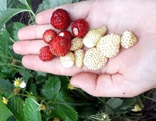Amazon.com : Seeds Alpine Wild Strawberry Red and Yellow Mix