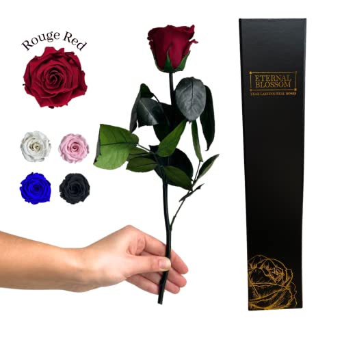 Eternal Blossom Preserved Real Long Stem Infinity Rose | Eternal Rose That Lasts Over A Year With Beautiful Gift Box (Rouge Red)