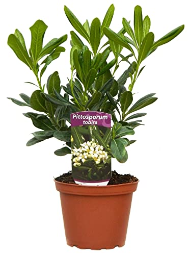 Azahar de la China (Pittosporum) Natural Arbusto para el Jardín o la Terraza