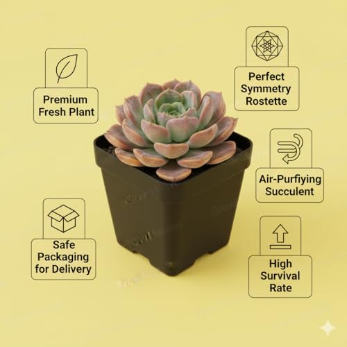 Image of Live Laxmi Kamal and Vishnu Kamal Succulent Plant with Double Plastic Pot | Good Luck Indoor & Vastu Plant for Home, Office or Garden Decor | Pack of 1 (laxmi kamal plant)