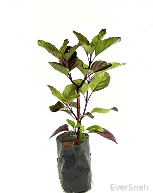 EverSneh Live Krishna Tulsi Ayurvedic Indoor Plant With Black Plastic Pot 4 Inch Size (B0BFXDWN6K) Amazon Price History, Amazon Price Tracker