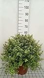 Pittosporum ten. 'Pompom' - Pittospore 30-40 cm en pot