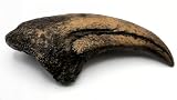 Grant Field Specimens Acrocanthosaurus Dinosaur Hand Claw Fossil Replica