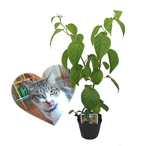 Amazon | マタタビ 苗木 苗 10.5cmポット 樹高20cm前後 挿木苗 猫