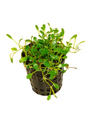 Zoomeister - 1 Topf Australisches Zungenblatt (Glossostigma...