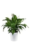 Costa Farms Peace Lily Live Plant in Decorative Pot, Air Purifying Flowering Large Indoor Houseplant, Perfect for Home, Room, or Office Decor, Great House Warming or Birthday Gift, 2-3 Feet Tall