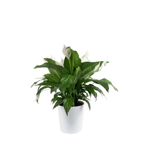 Live Costa Farms Peace Lily Indoor Plant