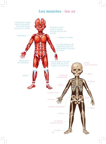 Ravensburger - Jeu Educatif - Le jeu du corps humain - Découverte progressive de la biologie humaine - inclus un mini coffret de radiologie - A partir de 4 ans - 24116