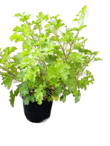Geranio Citronela en Maceta Planta Perenne con Propiedades Aromáticas y Protectoras