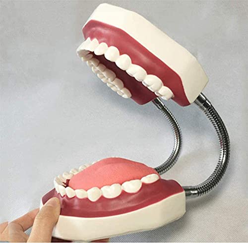 Modèle d'étude dentaire adulte standard pour expliquer l'anatomie simplement