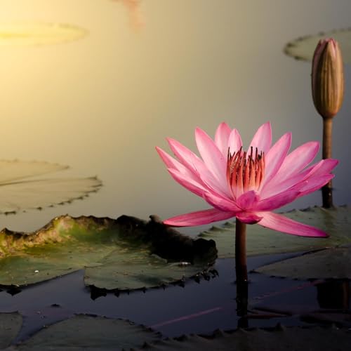 Image of All Season Lotus Flower Hybrid Japanese Lotus Flower Seeds | 30 Seeds /Pack | 95% Germination Rate |