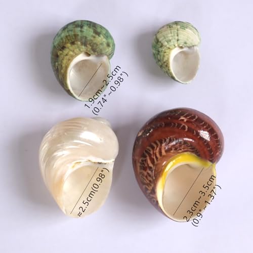 Image of 5pcs Hermit Crab Shells, M Size Opening 0.7-1.4 inch, Natural Sea Conch, Turbo Seashells for Hermit Crab Supplies and Beach Decoration Large Sea Shell (5pcs M) | Conch for Hermit Crab Supplies and Beach Decoration Large Sea Shell (5pcs M)