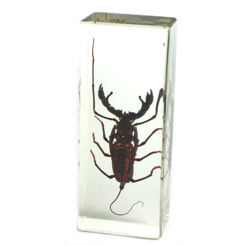 REALBUG Whip Scorpion Paperweight (4.4x1.6x1.1)