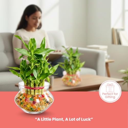 Image of Nurturing Green Lucky Bamboo Plant, 2-Layer, Lucky Plants for Gifting