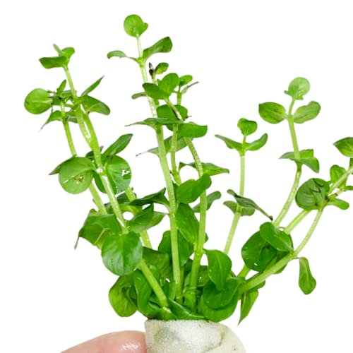 Planterest Rotala Indica Green Bunch