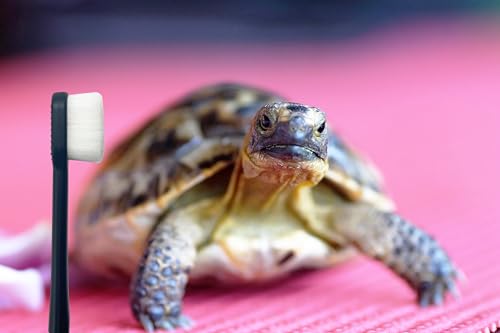 Image of Turtle Shell Cleaning Brush - Remove Muds, Dirt, Contaminants from Tortoises /Shells /Promoting Shell Health - Dense Soft Fine Hair Brush, No Harm to Turtle
