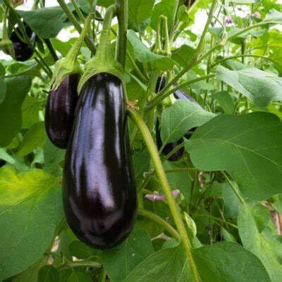 250 Florida Market Eggplant Seeds for Planting Heirloom Non-GMO 1.25+ Grams of Seeds Garden Vegetable Bulk Survival