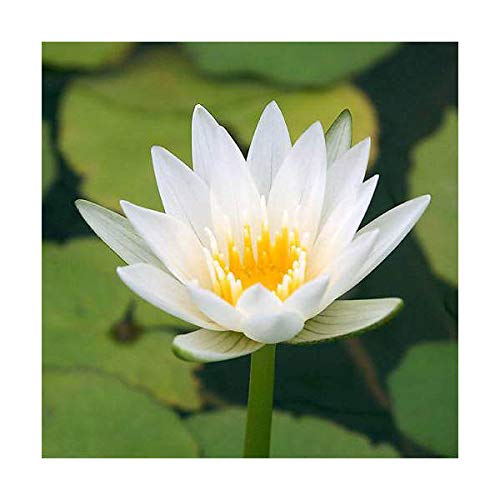 【charm】(ビオトープ)睡蓮 熱帯性睡蓮(スイレン)(白) クリスタル(1ポット)(休眠株)(ムカゴ種)