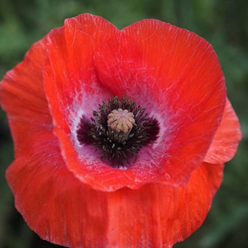 Miniatura 2 de Amapola de maíz 500+ semillas de flor roja brillante, hermosas flores rojas
