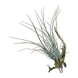 Wunderschöne Kunstpflanze von dauerhafter Schönheit in naturgetreuer Nachbildung, detailgetreu gearbeitet und von einer echten Pflanze kaum zu unterscheiden. Das Kunst-Gras ist ideal zur Dekoration für Büro, Praxis, Wohnbereich oder als Geschenk für Freunde und Familie geeignet. Ein Blickfang für jeden Raum. Tolle Deko für Wohnzimmer, Küche und Arbeitszimmer.