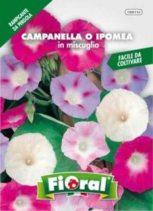 FIORAL CAMPANELLA O IPOMEA IN MISCUGLIO