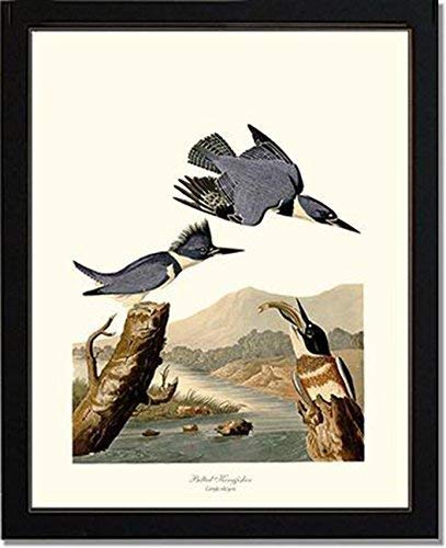 Miniatura 2 de Bird Print Audubon Vintage Art: Belted Kingfisher