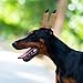 VOSCHOIX Dog Ear Stand Up Support Tool,Dog Ear Posting Kit with Tape and 2 Vertical Fixed Correction Sticks Puppy Support Tape for Doberman Pinscher Ears Sticker Up